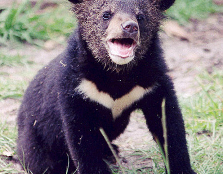 asian-black-bear